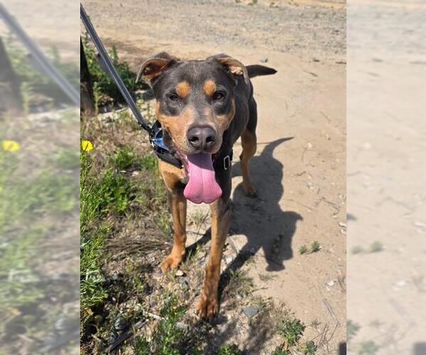 Medium Photo #2 Mutt Puppy For Sale in Chula Vista, CA, USA
