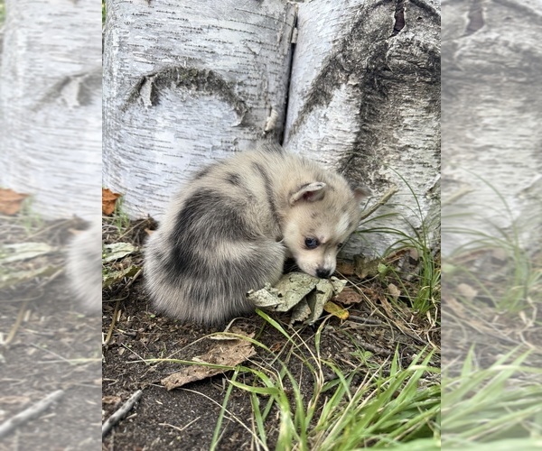 Medium Photo #11 Alaskan Klee Kai-Pomsky Mix Puppy For Sale in STAPLES, MN, USA
