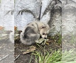 Small #10 Alaskan Klee Kai-Pomsky Mix