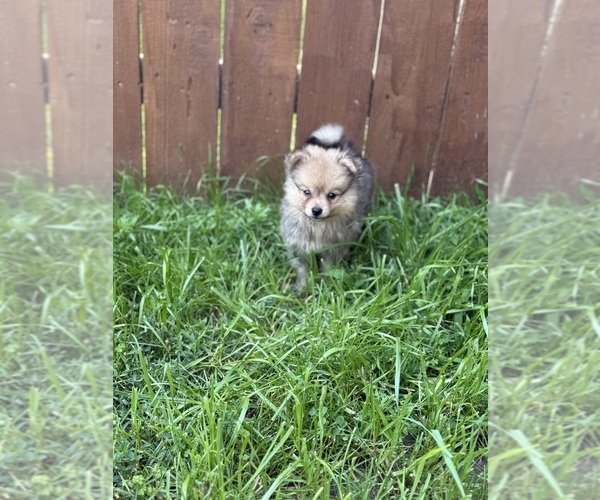 Medium Photo #1 Pomeranian Puppy For Sale in ELMHURST, IL, USA