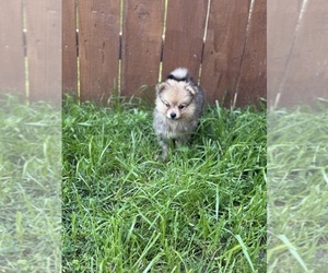 Pomeranian Puppy for sale in ELMHURST, IL, USA