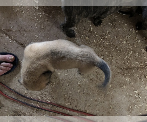 Medium Photo #13 Presa Canario Puppy For Sale in MESA, AZ, USA