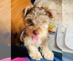 Small Photo #21 Yorkshire Terrier Puppy For Sale in LA SIERRA, CA, USA