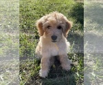 Puppy Yellow Goldendoodle