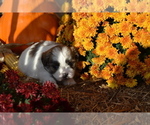 Puppy Storme Mal-Shi