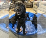 Small Goldendoodle
