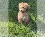 Small #5 ShihPoo
