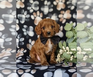 Cavapoo Puppy for sale in ATGLEN, PA, USA