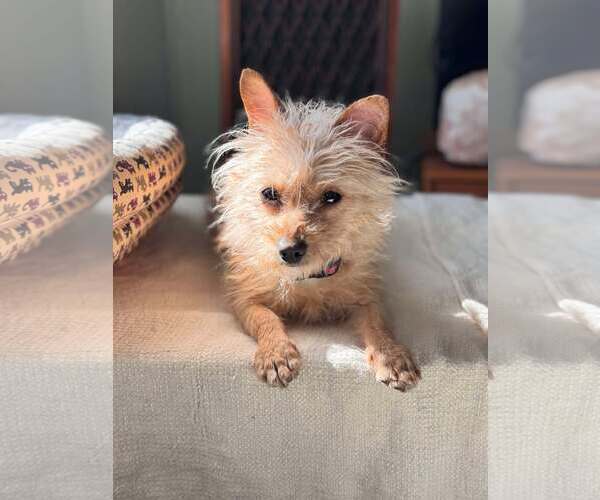 Medium Photo #3 Mutt Puppy For Sale in Mount Pleasant, SC, USA