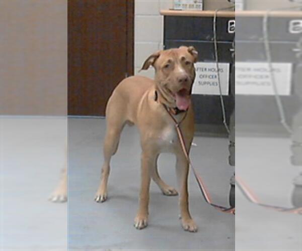Medium Photo #1 American Pit Bull Terrier-Labrador Retriever Mix Puppy For Sale in Fayetteville, NC, USA