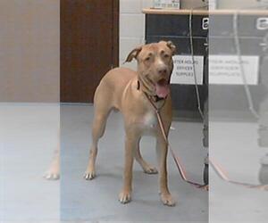 Medium American Pit Bull Terrier-Labrador Retriever Mix