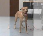 Small American Pit Bull Terrier-Labrador Retriever Mix