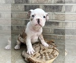 Small #3 French Bulldog
