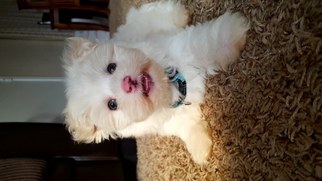 Maltese Puppy for sale in CARMICHAEL, CA, USA