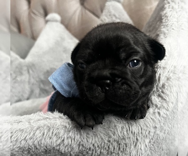 Medium Photo #3 French Bulldog Puppy For Sale in LEBANON, KY, USA