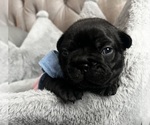 Small #2 French Bulldog