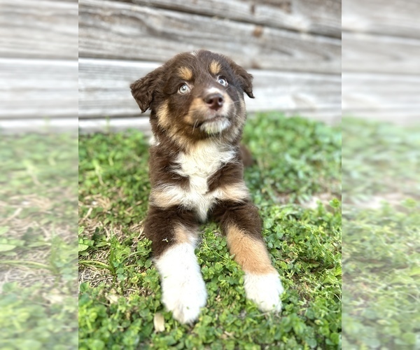 Medium Photo #2 Australian Shepherd Puppy For Sale in ORLANDO, FL, USA