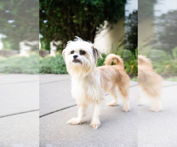 Medium Photo #4 Brussels Griffon-Unknown Mix Puppy For Sale in Plymouth, MN, USA