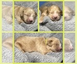 Puppy Colonel Goldendoodle