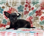 Small Photo #8 Chihuahua Puppy For Sale in LAKELAND, FL, USA