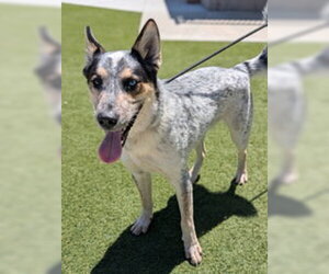Mutt Dogs for adoption in Salinas, CA, USA