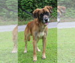 Small #2 Mutt