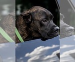 Small #4 Cane Corso