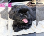 Puppy Thunder Shih Tzu