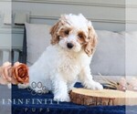 Small #2 Cavapoo