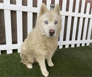 Siberian Husky Dogs for adoption in Modesto, CA, USA