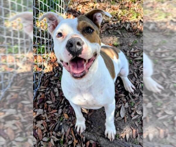 Medium Photo #1 Mutt Puppy For Sale in Texas City, TX, USA