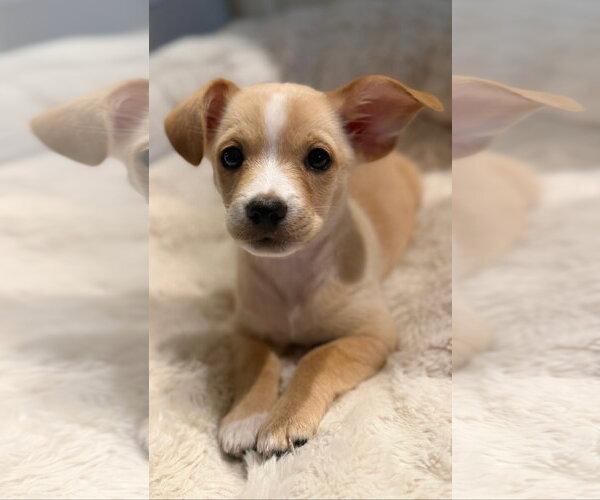 Medium Photo #2 Chihuahua-Unknown Mix Puppy For Sale in St. Louis Park, MN, USA