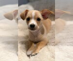 Small #1 Chihuahua Mix