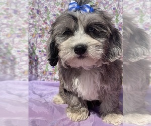 ShihPoo Puppy for sale in LANCASTER, MO, USA