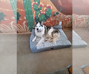 Zeus - Male Siberian Husky Dog for Adoption - Photo #7