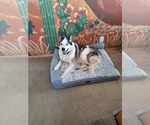 Small #6 Siberian Husky
