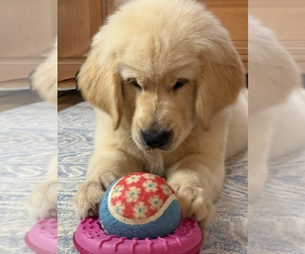 Medium Photo #4 English Cream Golden Retriever Puppy For Sale in DAWSONVILLE, GA, USA