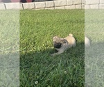Small #1 Pug