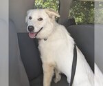 Small #12 Great Pyrenees Mix