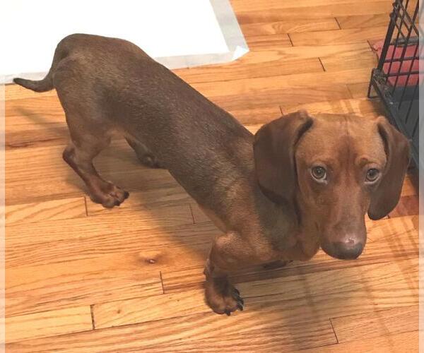 Medium Photo #1 Dachshund Puppy For Sale in Los Angeles, CA, USA