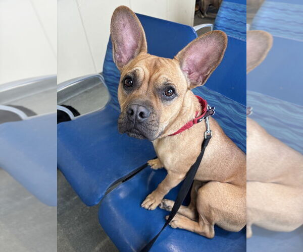 Medium Photo #6 French Bulldog-Unknown Mix Puppy For Sale in Oak Bluffs, MA, USA