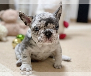 French Bulldog Puppy for sale in NEW YORK, NY, USA