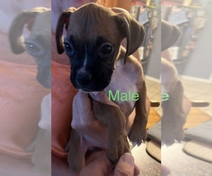 Boxer Puppy for sale in FORT SMITH, AR, USA