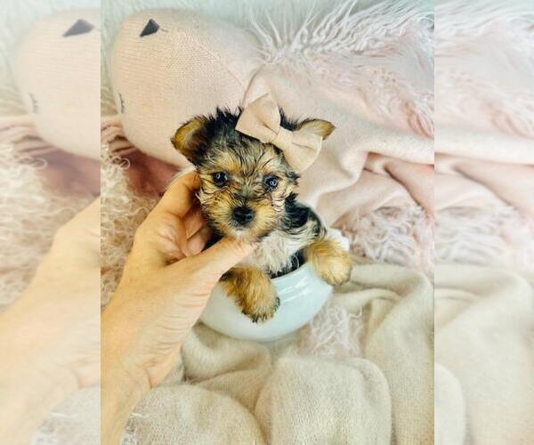 Medium Photo #15 Morkie Puppy For Sale in MIAMI, FL, USA
