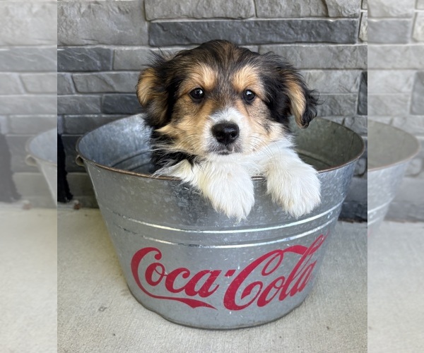 Medium Photo #3 Yoranian Puppy For Sale in MIDDLEBURY, IN, USA