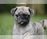 Small Pug