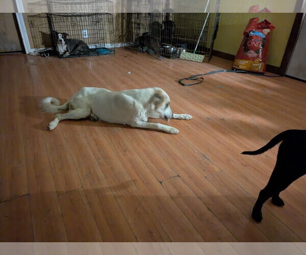 Medium Photo #6 Great Pyrenees Puppy For Sale in Orange Grove, TX, USA