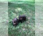 Small Photo #2 Labrador Retriever Puppy For Sale in MOUNT AIRY, NC, USA
