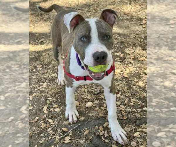Medium Photo #3 American Pit Bull Terrier-Unknown Mix Puppy For Sale in Petaluma, CA, USA