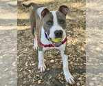 Small #2 American Pit Bull Terrier Mix